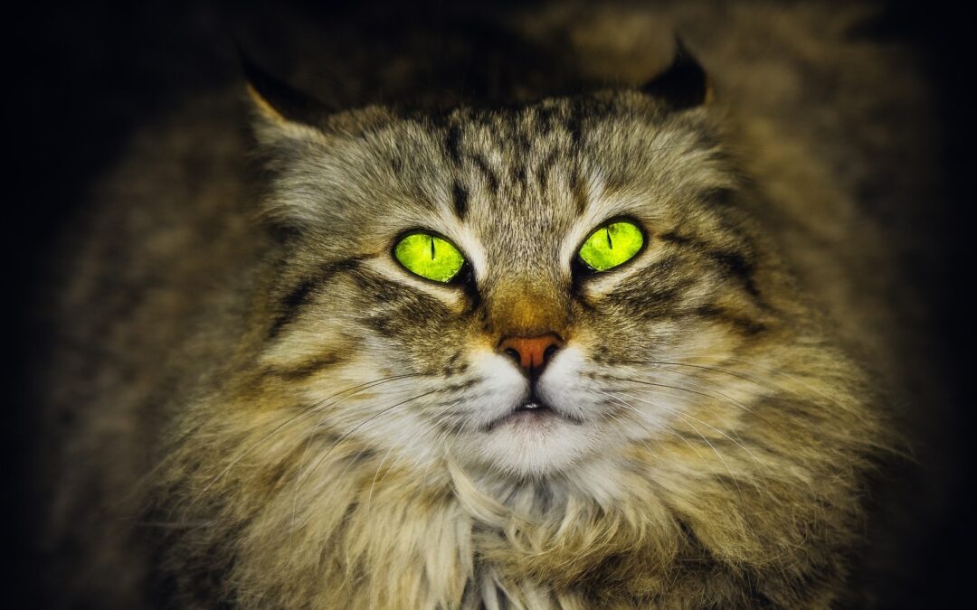 cat-with-green-eyes