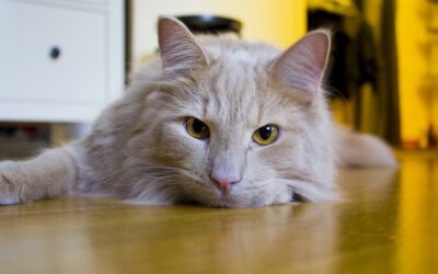 Does Your Cat Make You Sneeze? Tips on Managing Your Cat Allergies