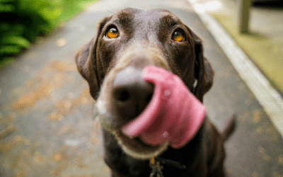 Why Is My Dog Licking Their Paws?