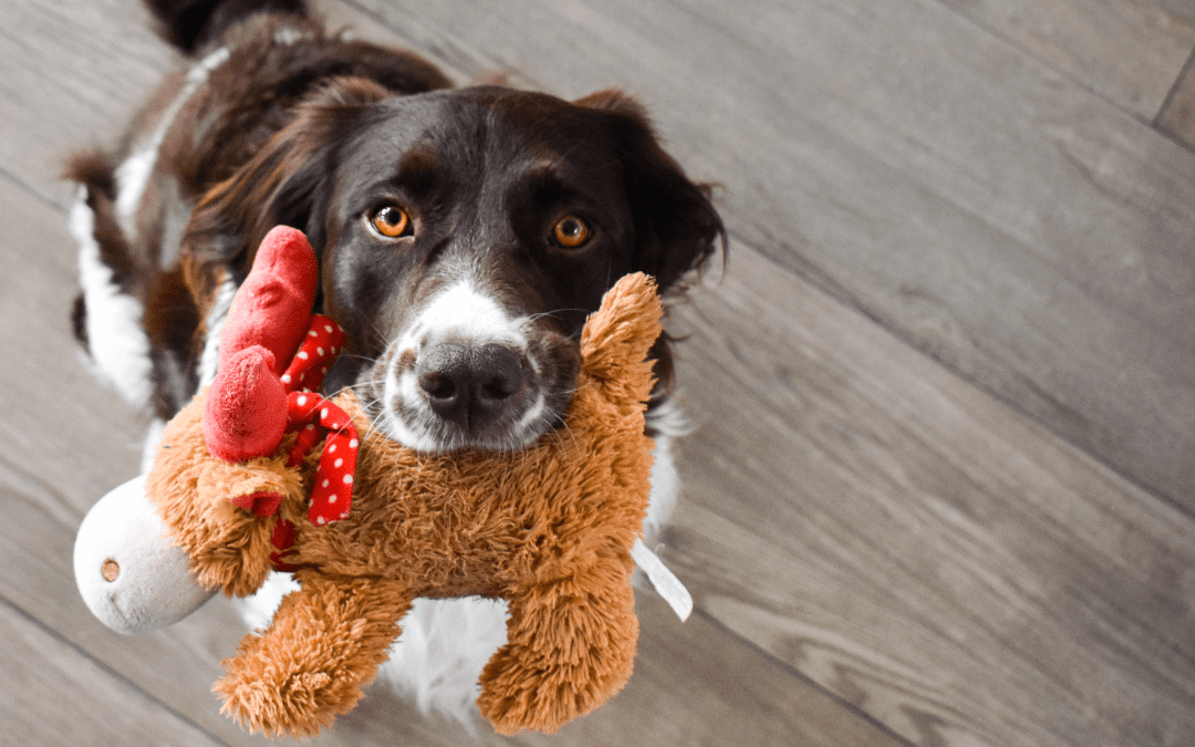 dog holding toy in mouth