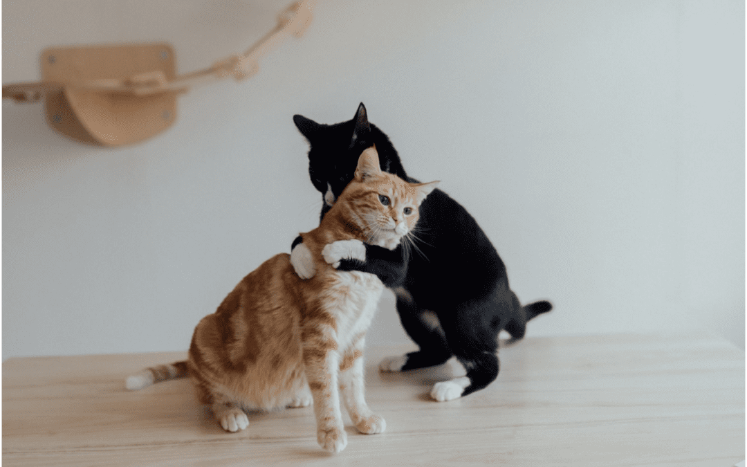 2 cats playing