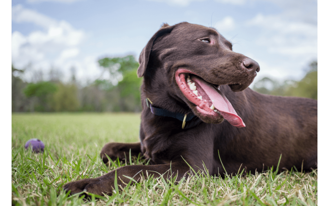 What You Need to Know About Skin Allergies in Pets