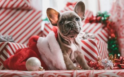 Holiday Dangers That Can Harm Your Pet