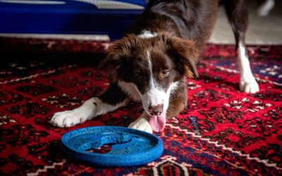 Indoor Enrichment Ideas for Pets During the Winter