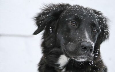 Fix Your Pet’s Dry Winter Skin Quickly With These Helpful Treatments