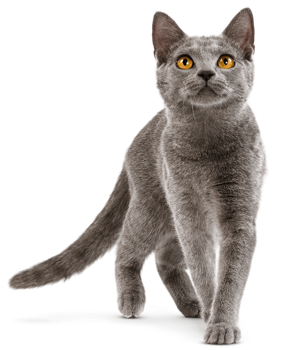 curious gray cat