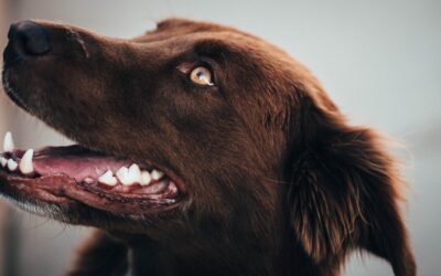 Revealing Canine Dental Wellness: A Complete Handbook for Pet Guardians