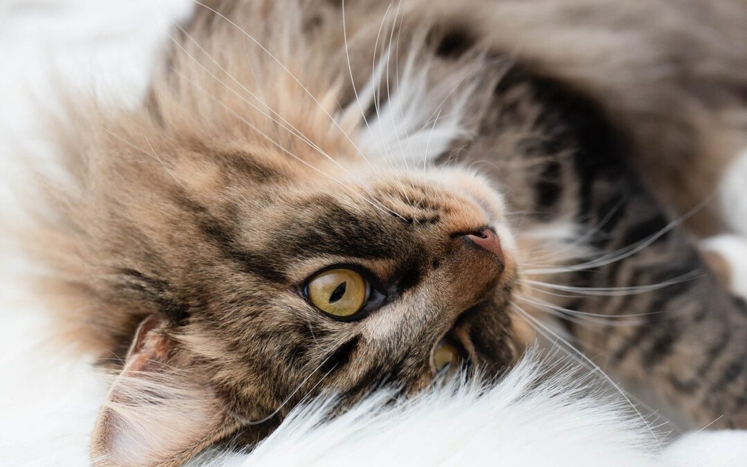 Cat upside down on bed