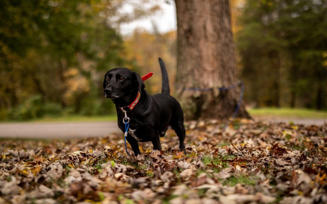 A black dog standing in a pile of autumn leaves