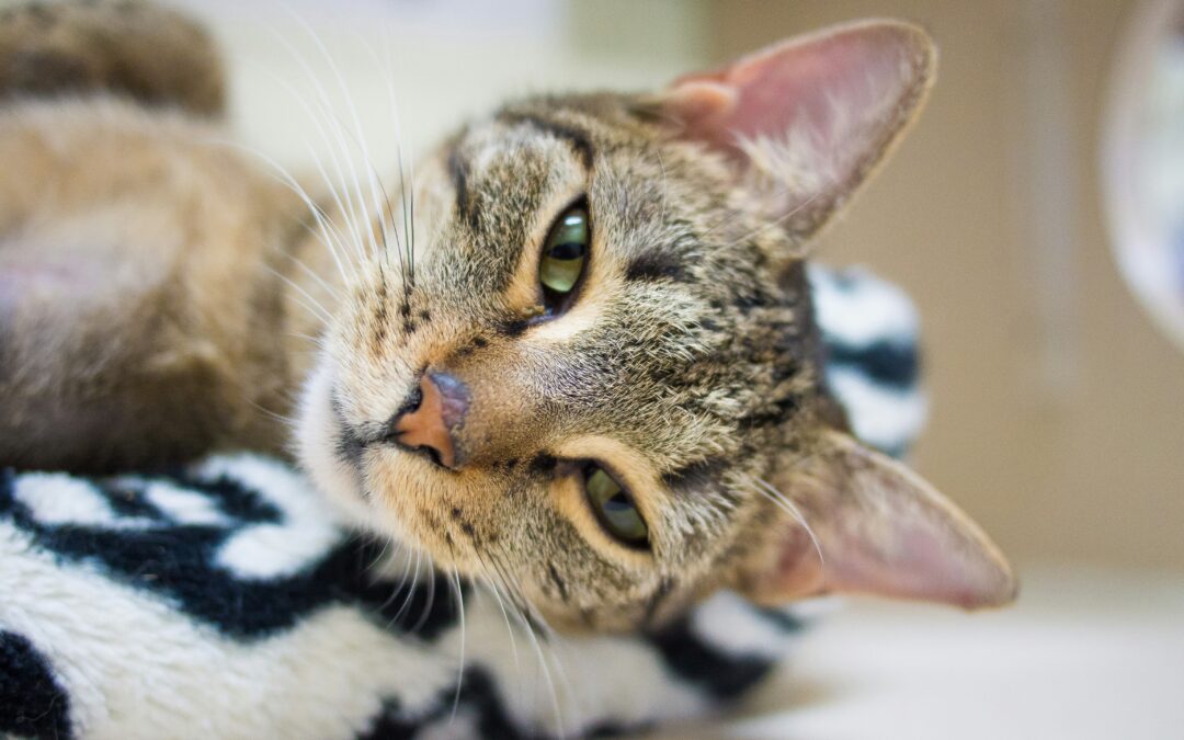 Cat lying on it’s side, looking into the camera